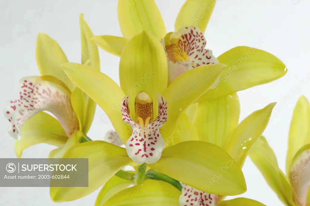 Close-up of Tiger Tail Cymbidium Orchid flowers