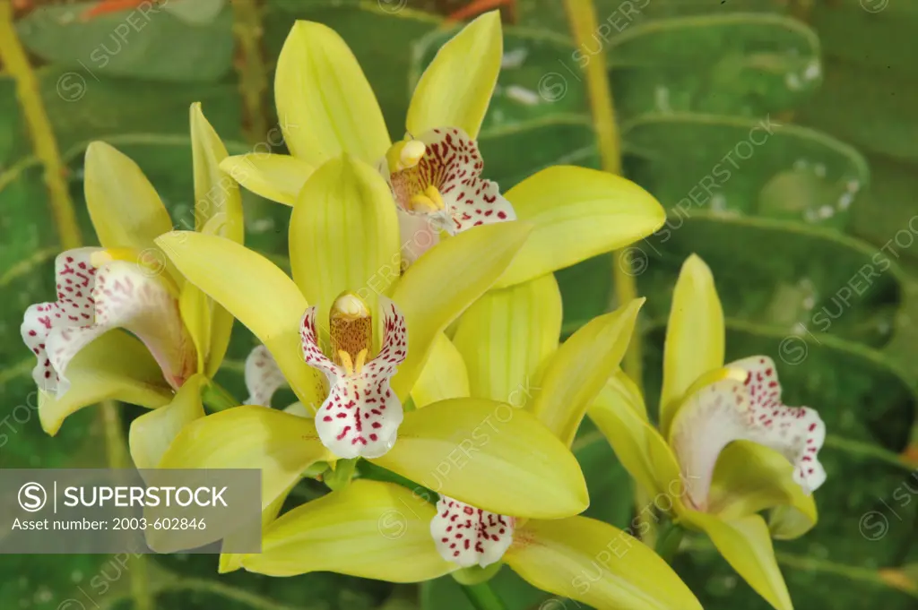 Close-up of Tiger Tail Cymbidium Orchid flowers