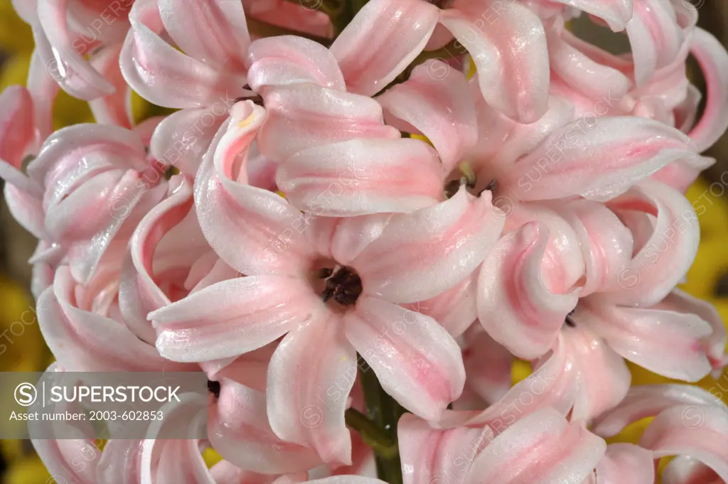 Close-up of Hyacinth Lady Derby flowers