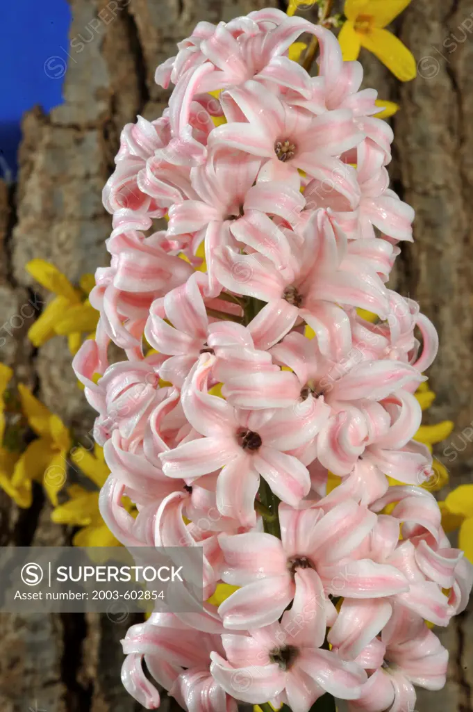 Close-up of Hyacinth Lady Derby flowers