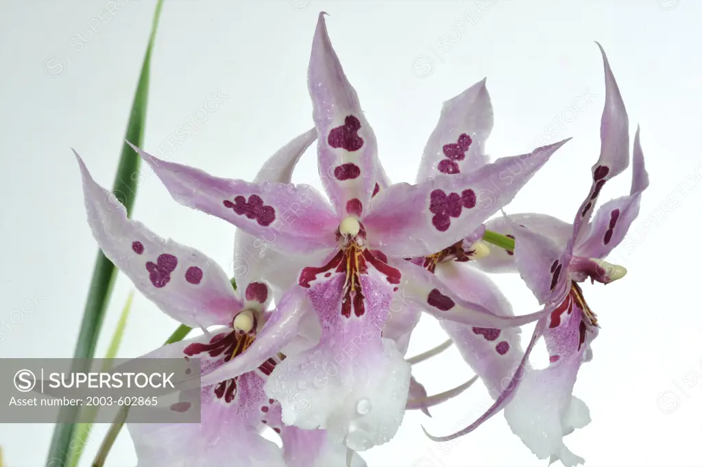 Close-up of Orchid flowers