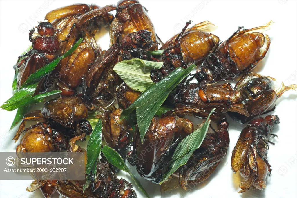 Thai fried beetles as snack are  called Maeng Chee Nung, fried with fragrant Bai Toey Pandanus leaves
