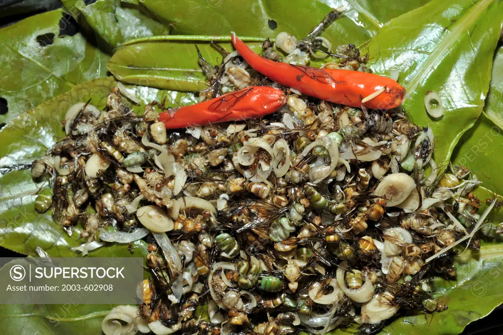Weaver Ants as food served with mango leaves and red chili peppers