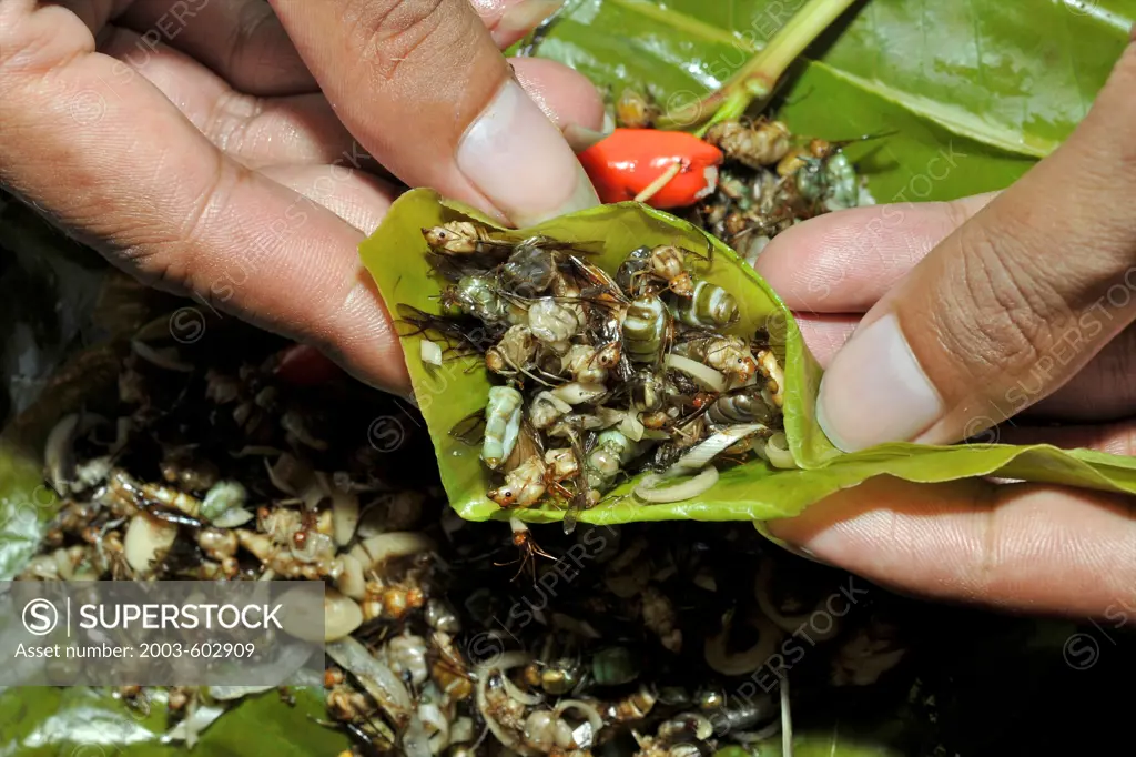 Close-up of a person's hands holding Weaver Ants as food