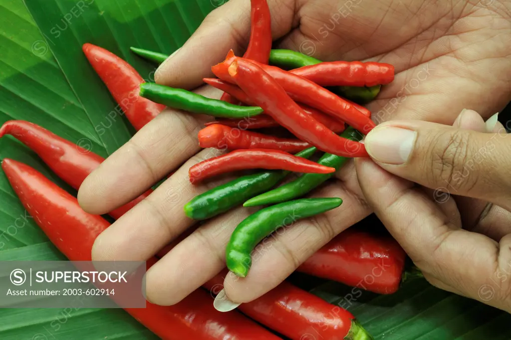 Close-up of a person's hands holding hot chiles