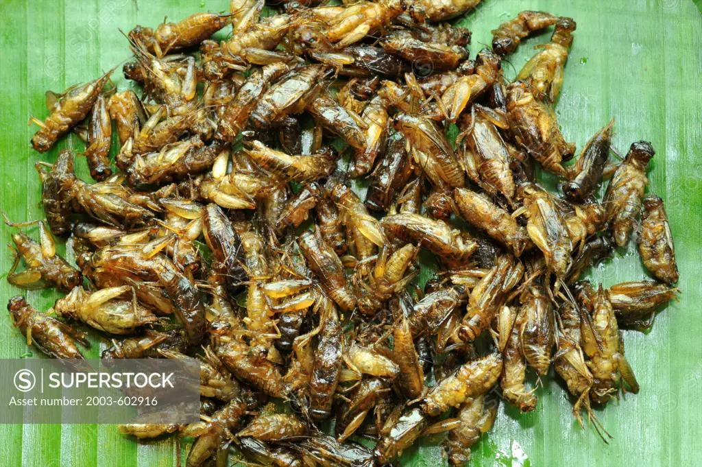 Fried Thai Maeng for sale