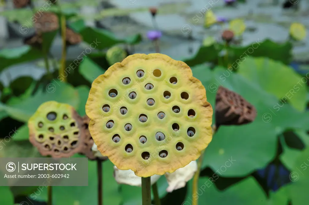 Sacred Lotus (Nelumbo nucifera) is a tropical aquatic perennial with edible seeds inside an ornamental pod