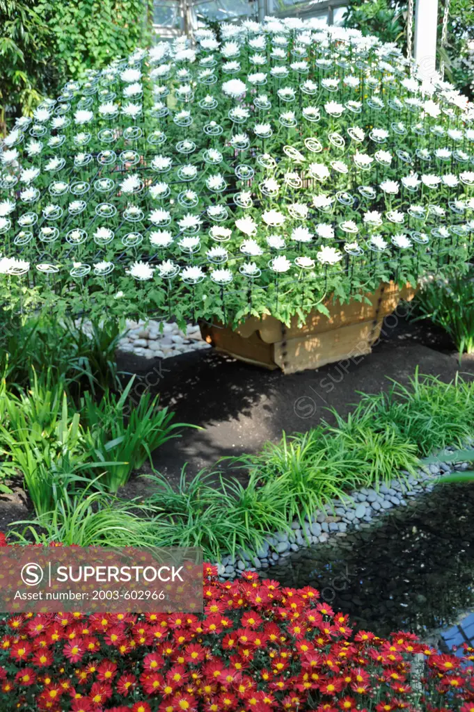 USA, New York City, Japanese 'Ozukuri' style of chrysanthemum arrangement in exhibition of New York Botanical Garden
