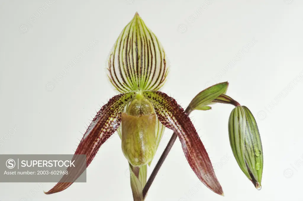 Close-up of Paphiopedilum Happy Philipin 'Talisman Cove' orchid