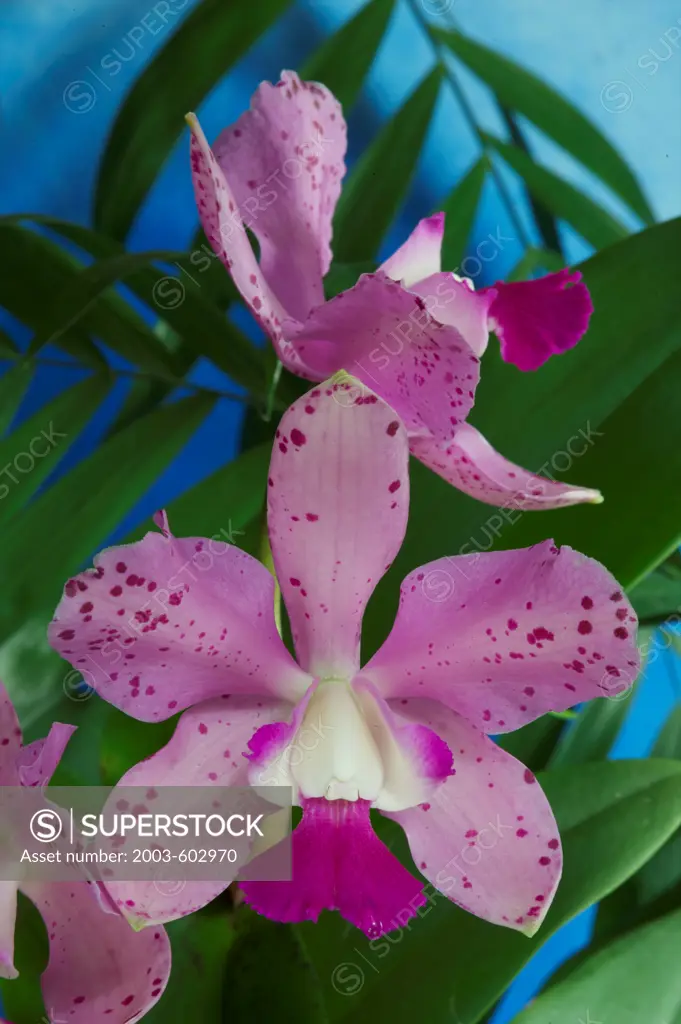 Close up of Cattleya Lavender Lulu 'Talisman Cove' orchid