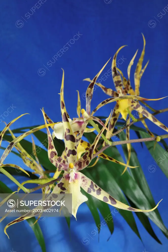 Close up of Miltassia Lady Susana Walton 'Talisman Cove' orchid