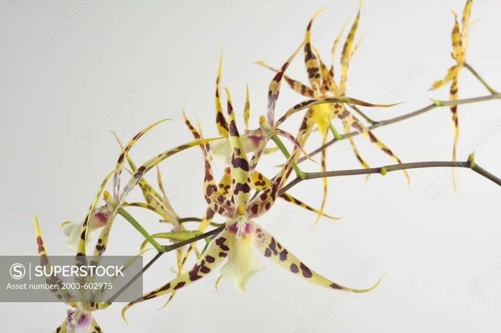 Close up of Miltassia Lady Susana Walton 'Talisman Cove orchid