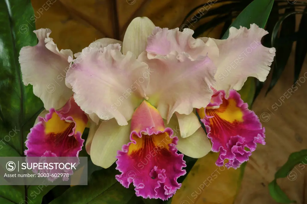 Close up of Blc.Roy Fukumura 'Talisman Cove' orchid