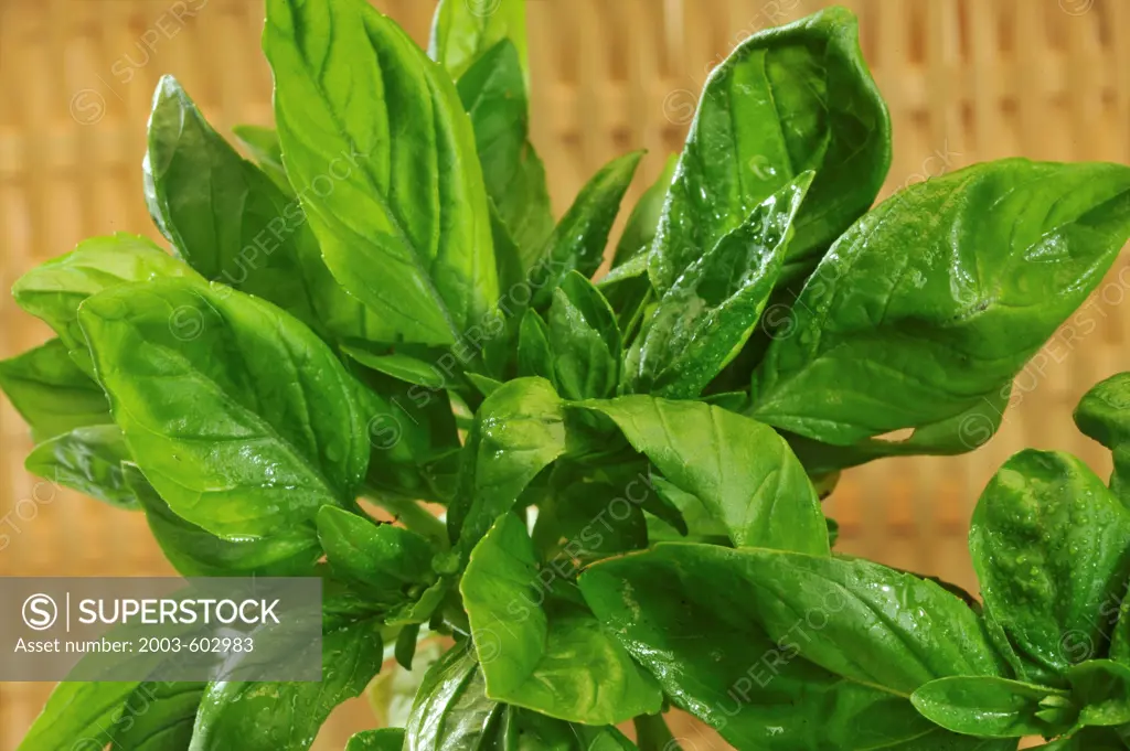 Italian Basil hybrid 'Cameo' bred by crossing Genovese basil with dwarf basil to create fragrant flavorful basil suitable for container growing