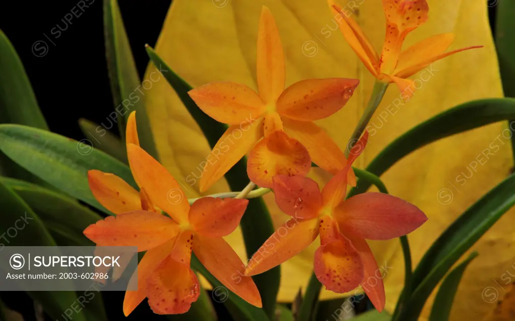 Close up of Otaara Hidden Gold 'Talisman Cove' orchid