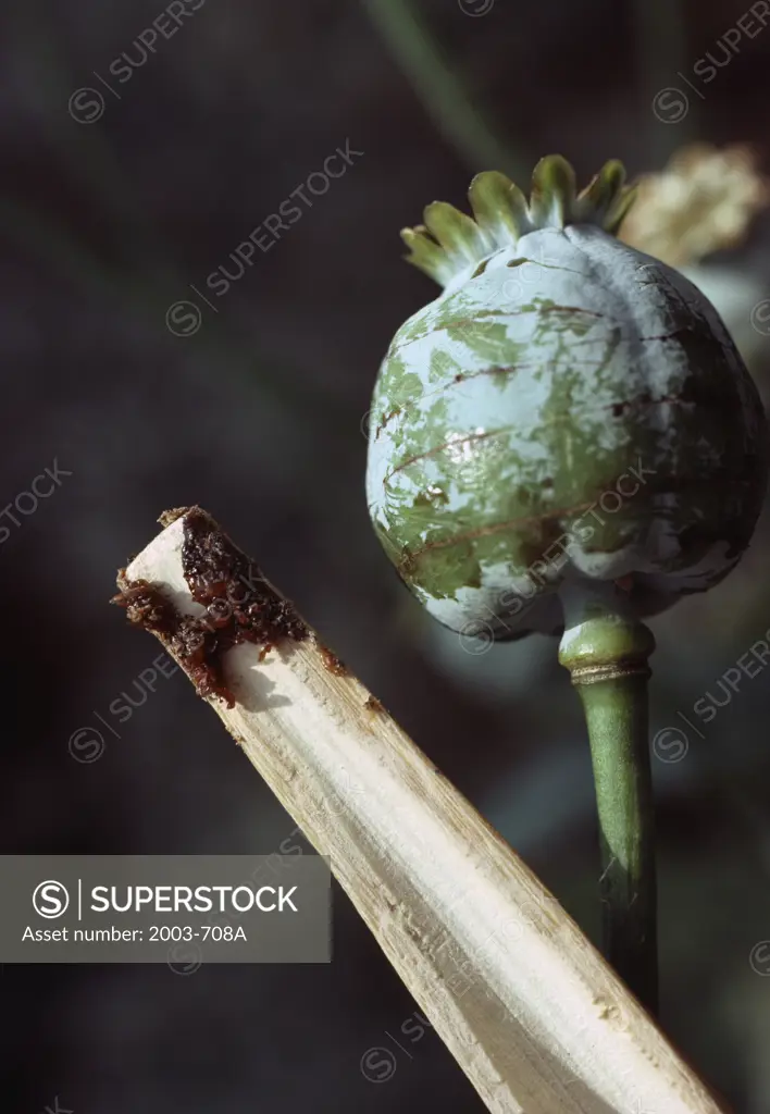 Air-Dried Opium Sap (Papaver Somniferum)