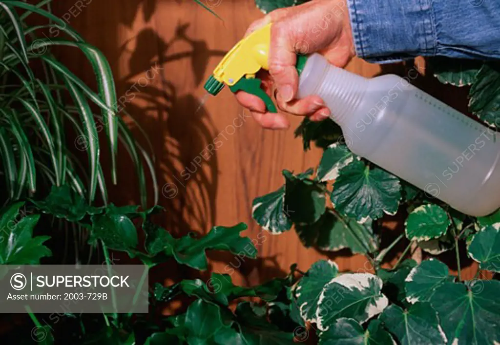 Spraying Houseplant With Water To Wash and Humidify