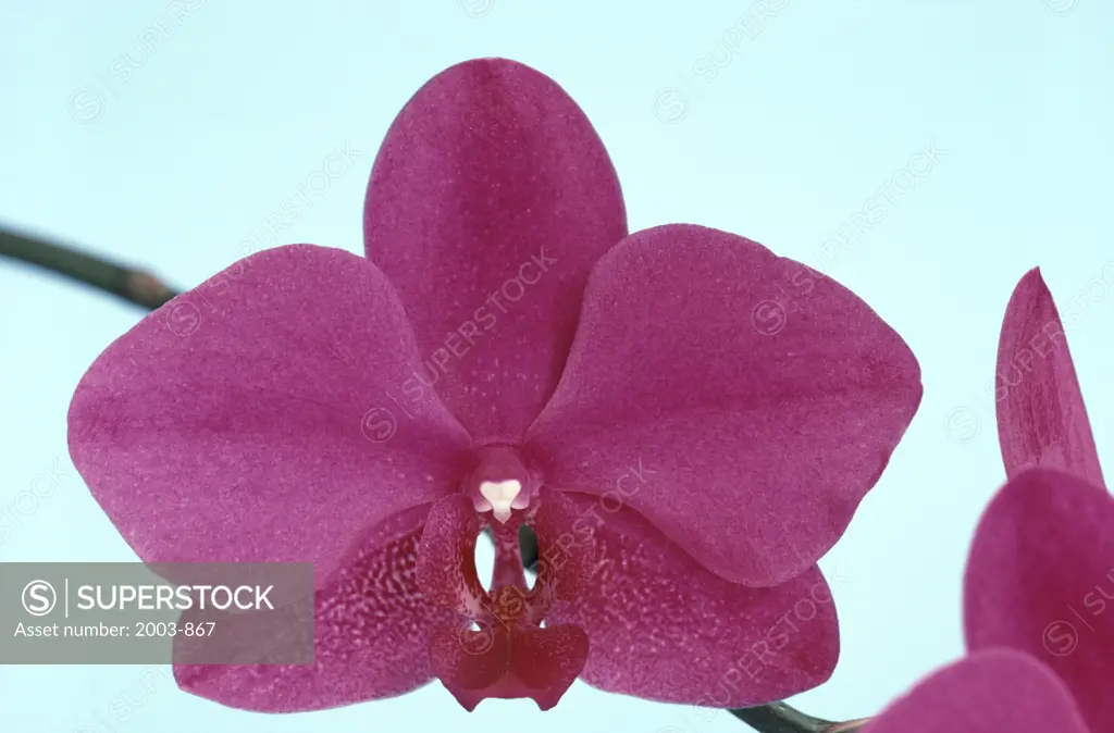 Detail of an orchid flower