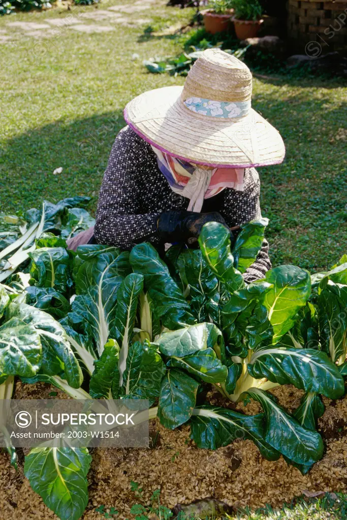 Woman planting Swiss Chards on a farm, Doi Angkhang Royal Agricultural Station, Thailand