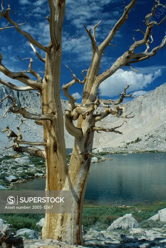 Tree in front of Cottonwood Lakes, California, USA
