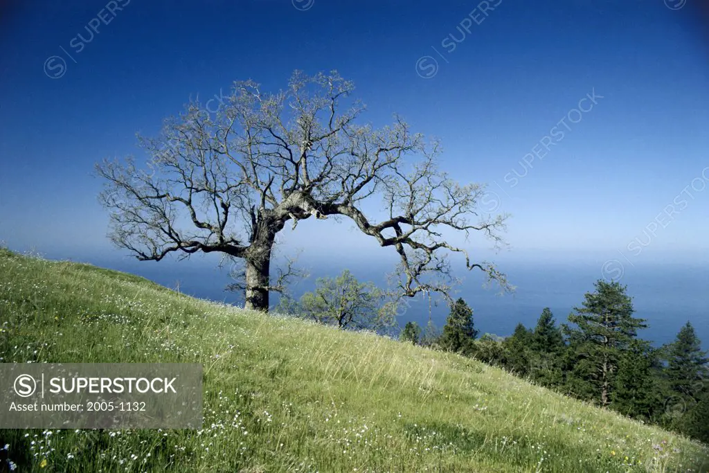 Bare tree on a landscape, Santa Lucia Mountains, California, USA