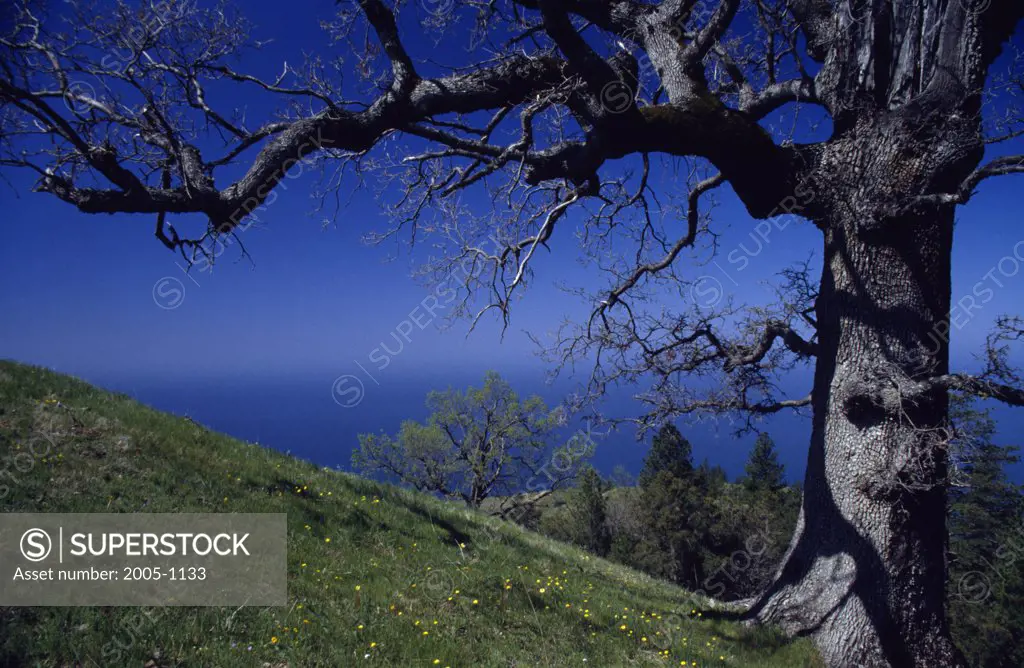 Bare tree on a landscape, Santa Lucia Mountains, California, USA