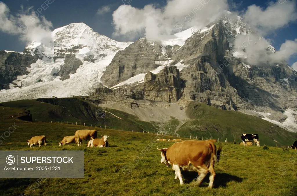 Cows Eiger Bernese Alps Switzerland