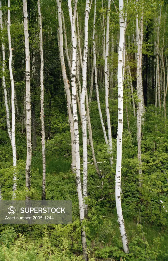 Birch trees in a forest, Itasca State Park, Minnesota, USA