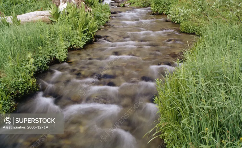 Stream flowing through a forest, Coldwater Creek, Californian Sierra Nevada, California, USA
