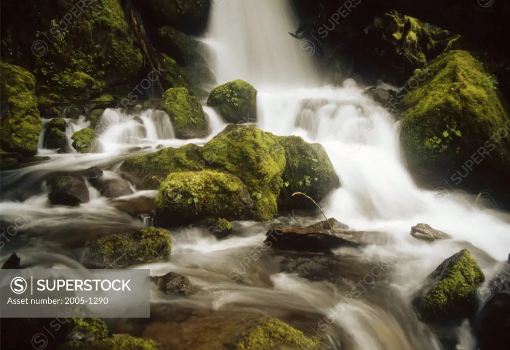 High angle view of a waterfall, Merriman Falls, Quinault Rainforest, Olympic National Park, Washington, USA