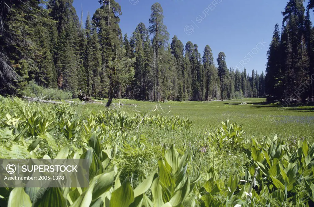Crescent Meadow Sequoia National Park California USA