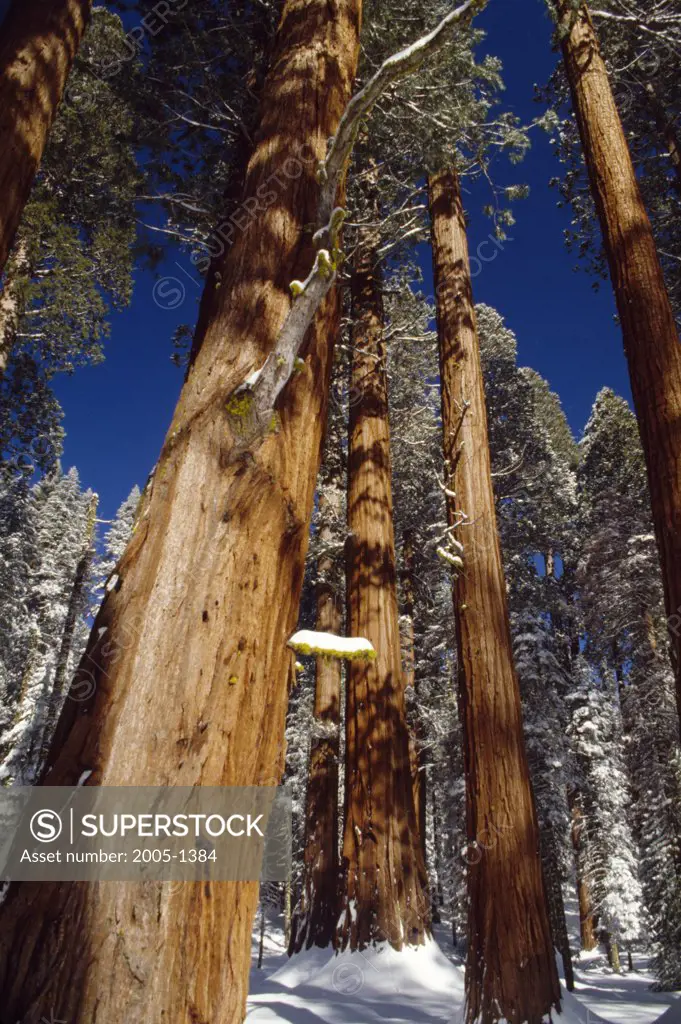 Giant Sequoia Trees Sequoia National Park California USA