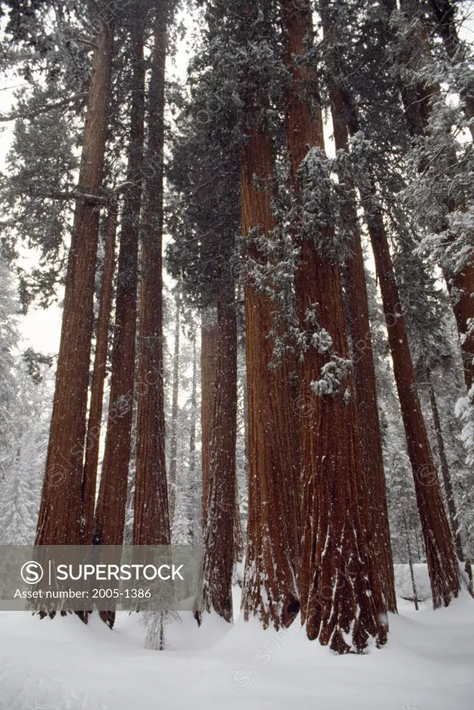 Sequoia National Park California USA