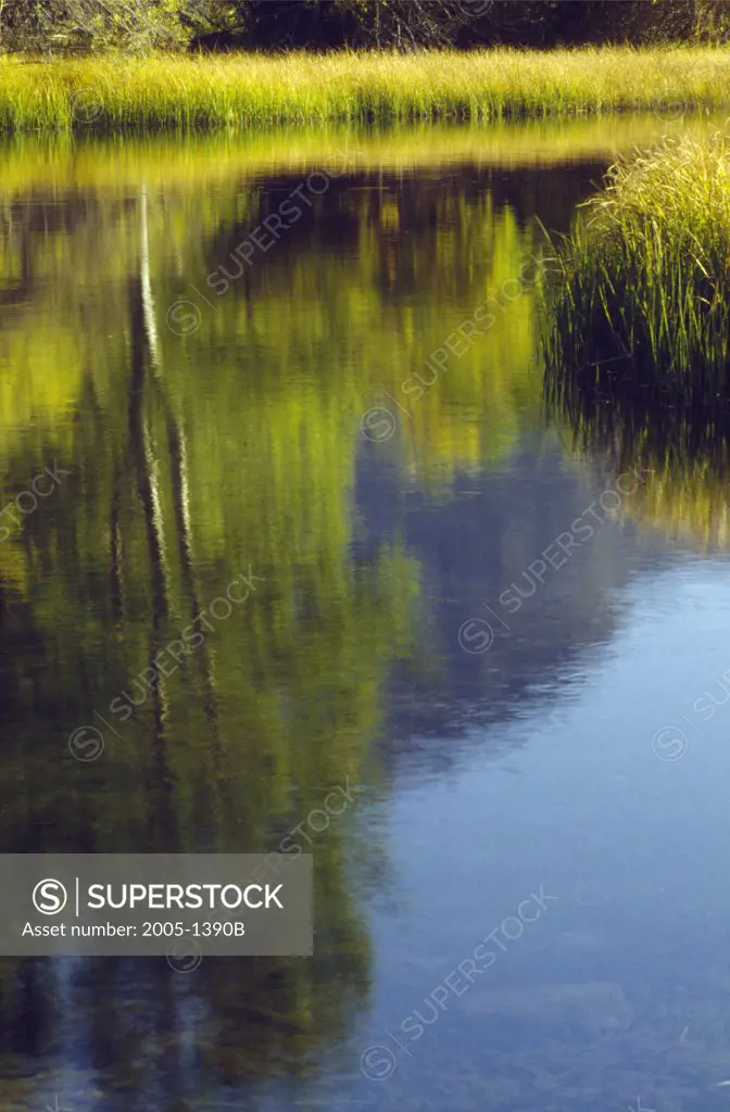 Reflection of trees in water, Rush Creek, Californian Sierra Nevada, California, USA
