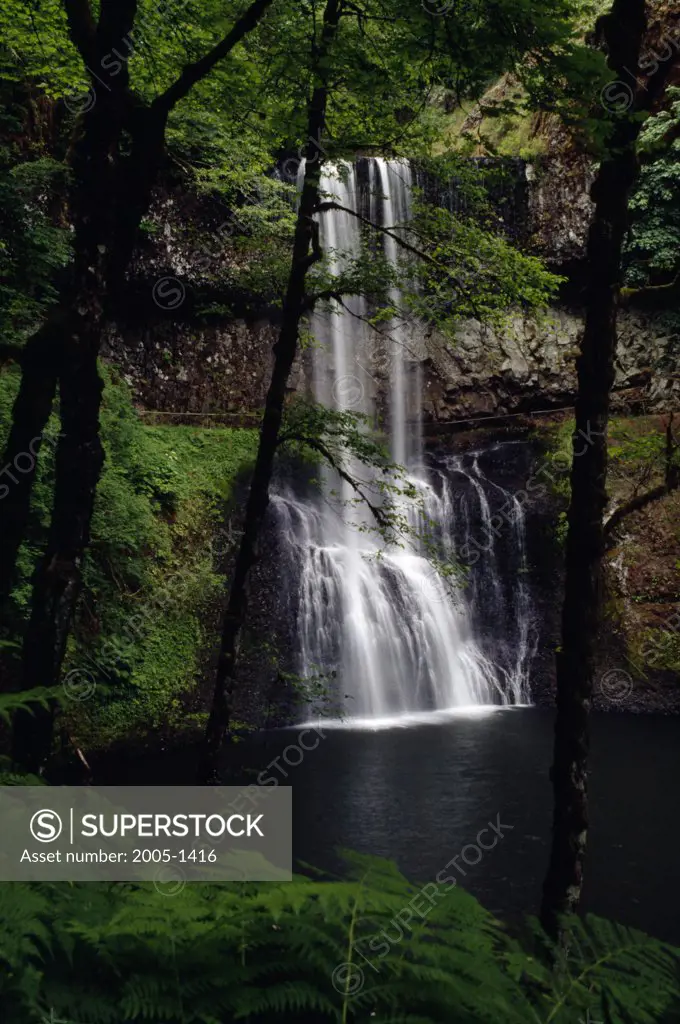 Waterfall in a forest, Lower South Falls, Silver Falls State Park, Oregon, USA