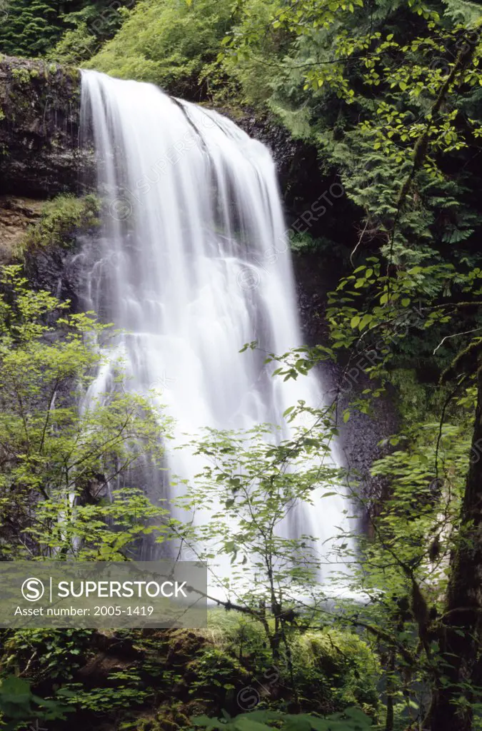 Low angle view of a waterfall in a forest, Upper North Falls, Silver Falls State Park, Oregon, USA