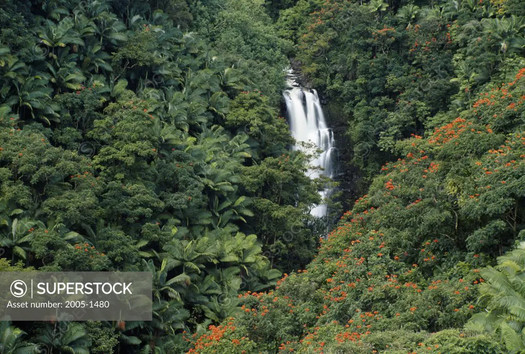 High angle view of a waterfall in a forest, Maulua Falls, Hawaii, USA