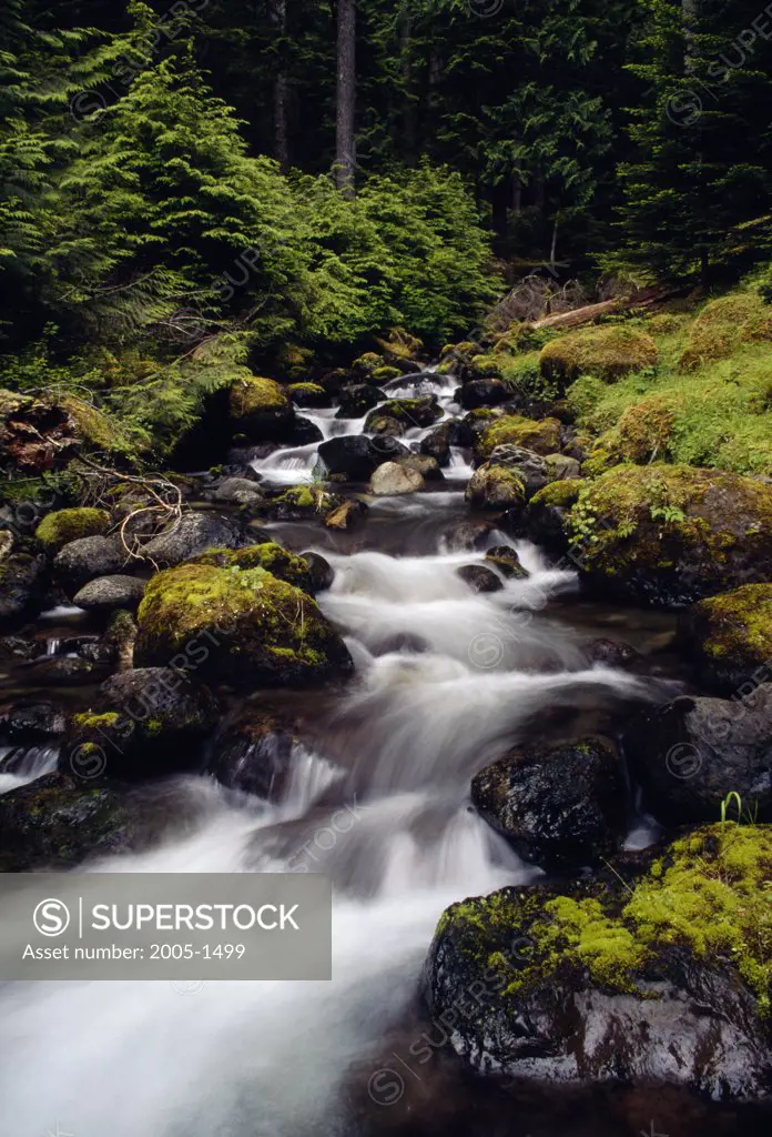 High angle view of a stream flowing through rocks, Morse Creek, Olympic National Park, Washington, USA