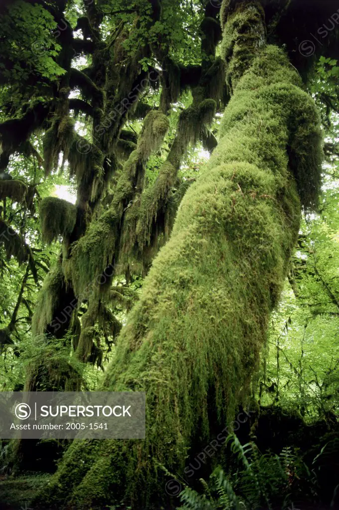 Low angle view of moss covered Bigleaf Maple trees in a rainforest, Olympic National Park, Washington, USA