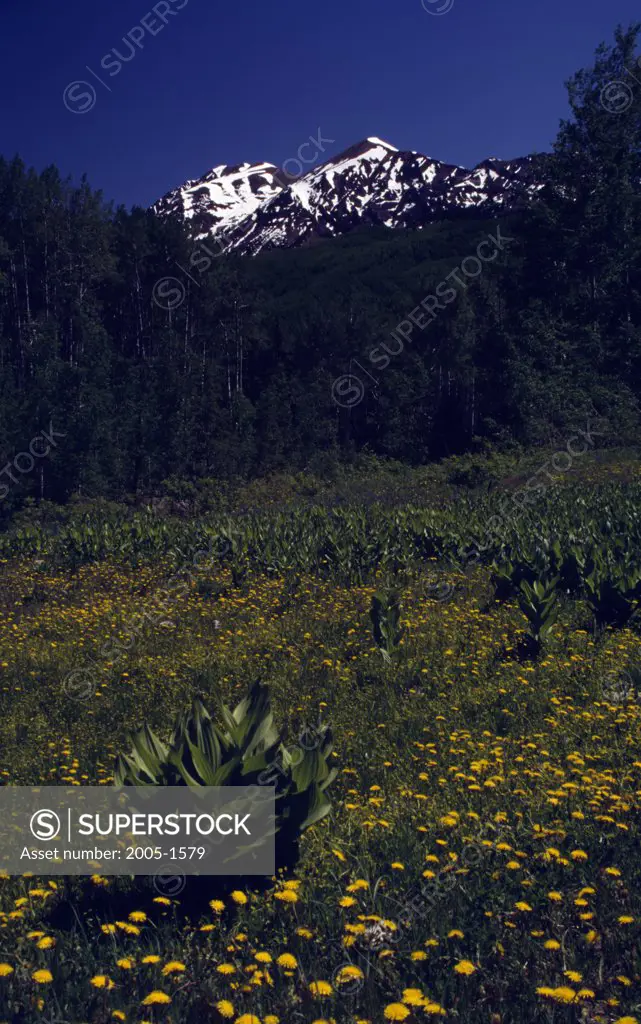 Gunnison National Forest Colorado USA