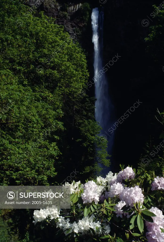 Waterfall in a forest, Multnomah Falls, Columbia River Gorge National Scenic Area, Oregon, USA