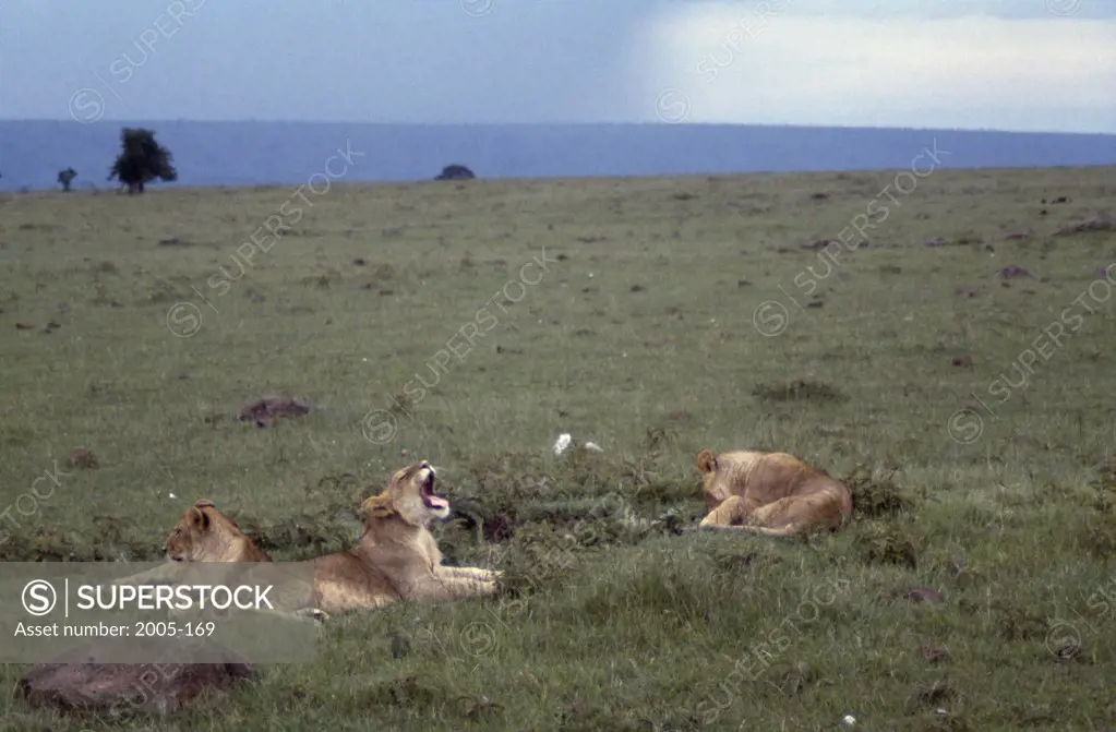 Young Lion Group Masai Mara Game Reserve Kenya Africa