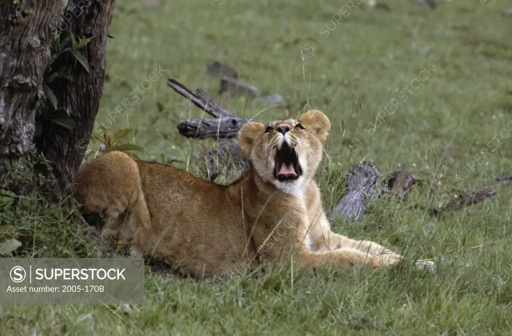 Young Lion Maasai Mara Game Reserve Kenya Africa