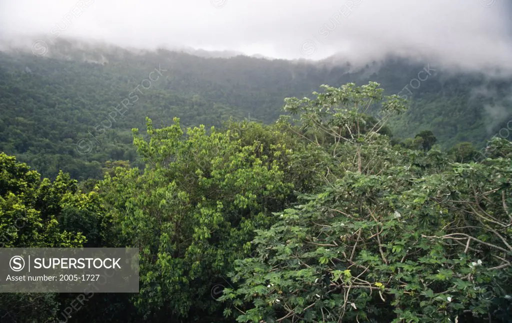 El Yunque Rain Forest Puerto Rico