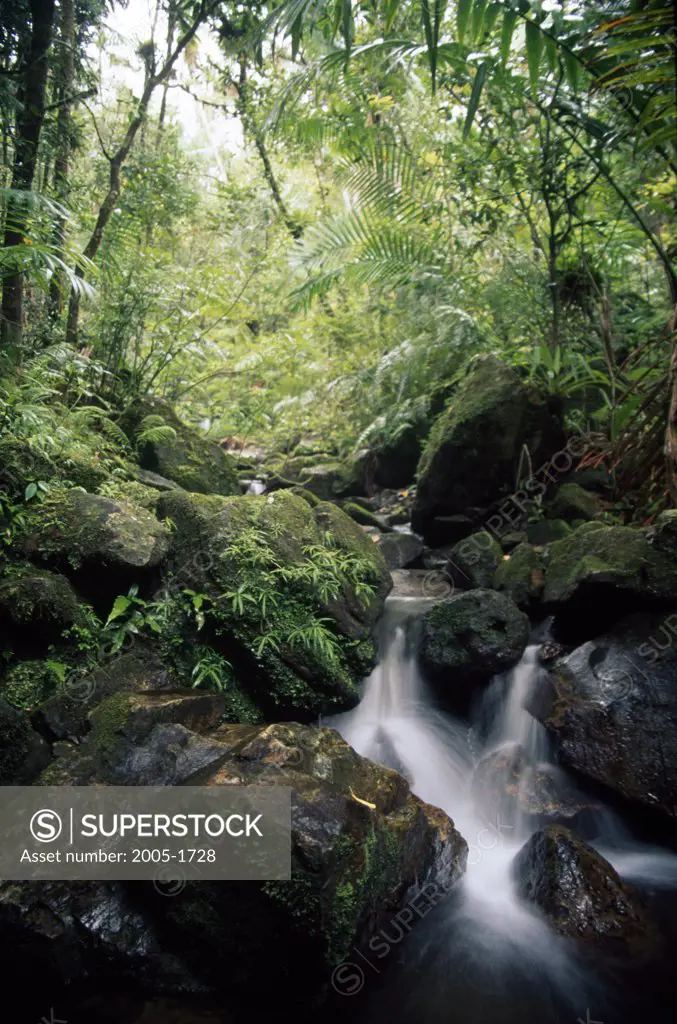 Stream flowing through rocks, El Yunque Rainforest, Puerto Rico