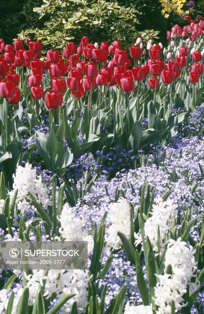 Sunken Garden Butchart Gardens Victioria British Columbia, Canada