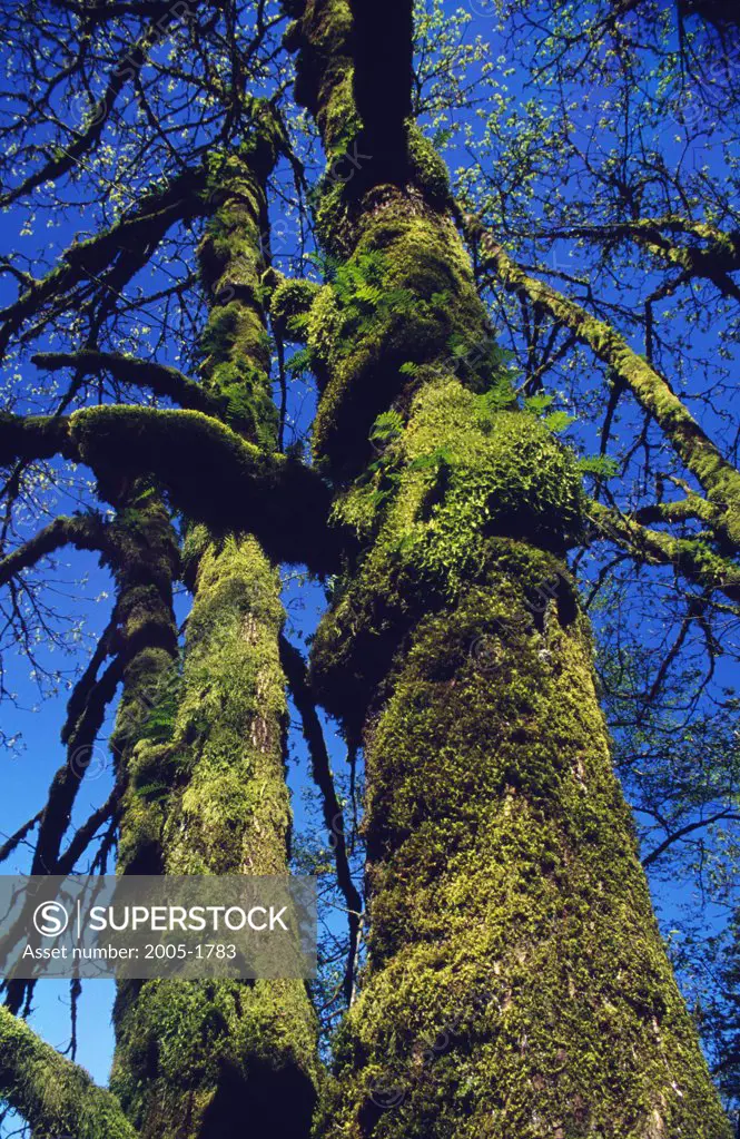 Low angle view of moss covered trees in a forest, Columbia River Gorge National Scenic Area, Oregon, USA