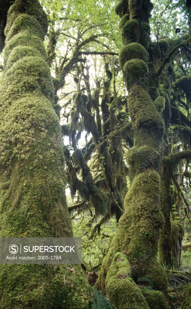 Moss covered trees in a rainforest, Hoh Rain Forest, Olympic National Park, Washington, USA