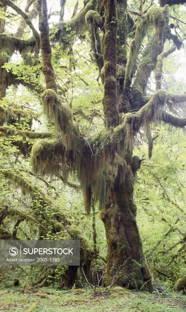 Moss covered trees in a rainforest, Hoh Rain Forest, Olympic National Park, Washington, USA