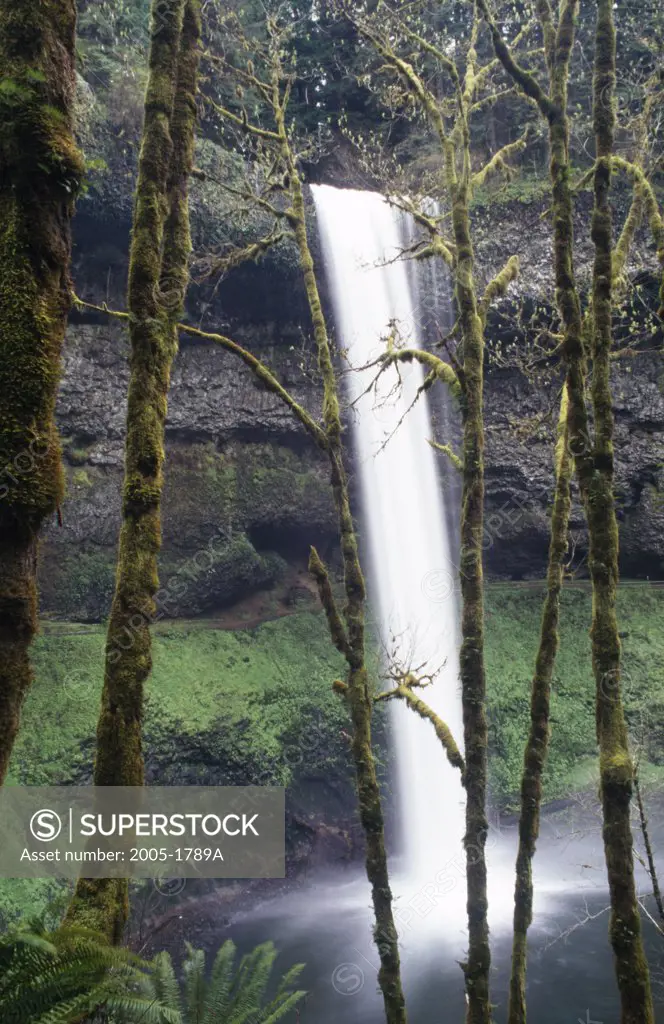 Waterfall in a forest, Upper South Falls, Silver Falls State Park, Oregon, USA